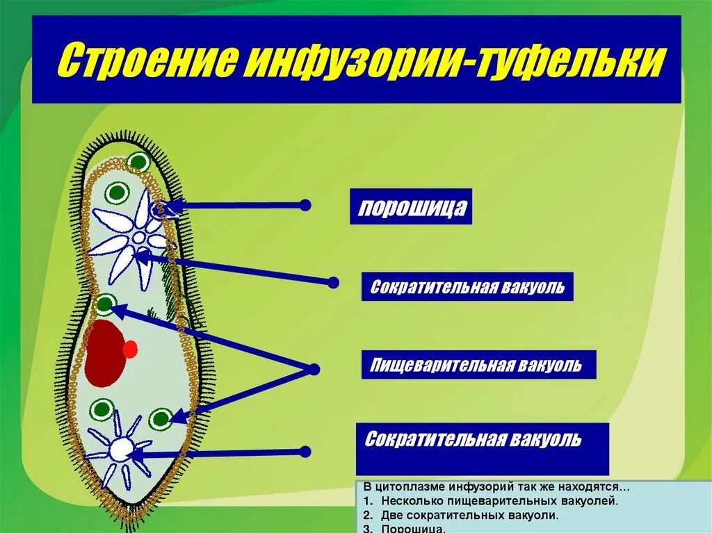 Какую функцию инфузории туфельки выполняет сократительная вакуоль. Сократительная вакуоль инфузории туфельки функции. Сократительные вакуоли инфузории туфельки. Сократительные вакуоли инфузории. Порошица у инфузории.