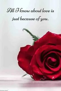 Him rose