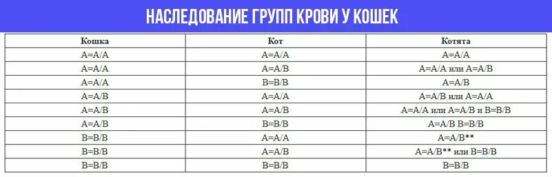 Группы крови кошек совместимость. Сколько групп крови у кошек. Группа крови у кошек таблица. Наследование группы крови у кошек.