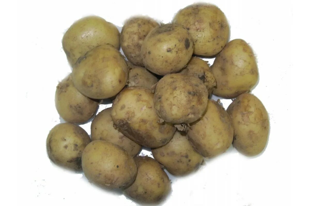 Мелкая картошка. Кормовой картофель. Мелкий семенной картофель. Фуражный картофель.