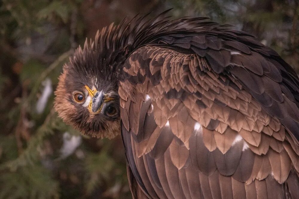 Белый орел птица. Кафрский орёл. Орлан альбинос. Орлан альбинос. Орлан альбинос.