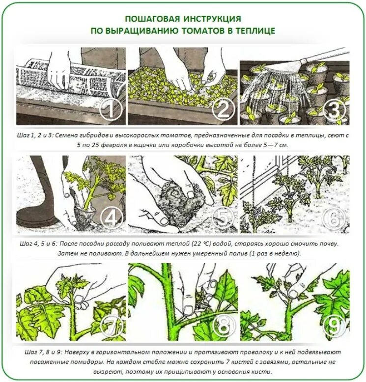 Схема рассады томатов. Схема посадки томатов и огурцов в теплице. схема выращивания рассады помидоров. этапы возделывания томата в теплице. схема выращивания томатов.