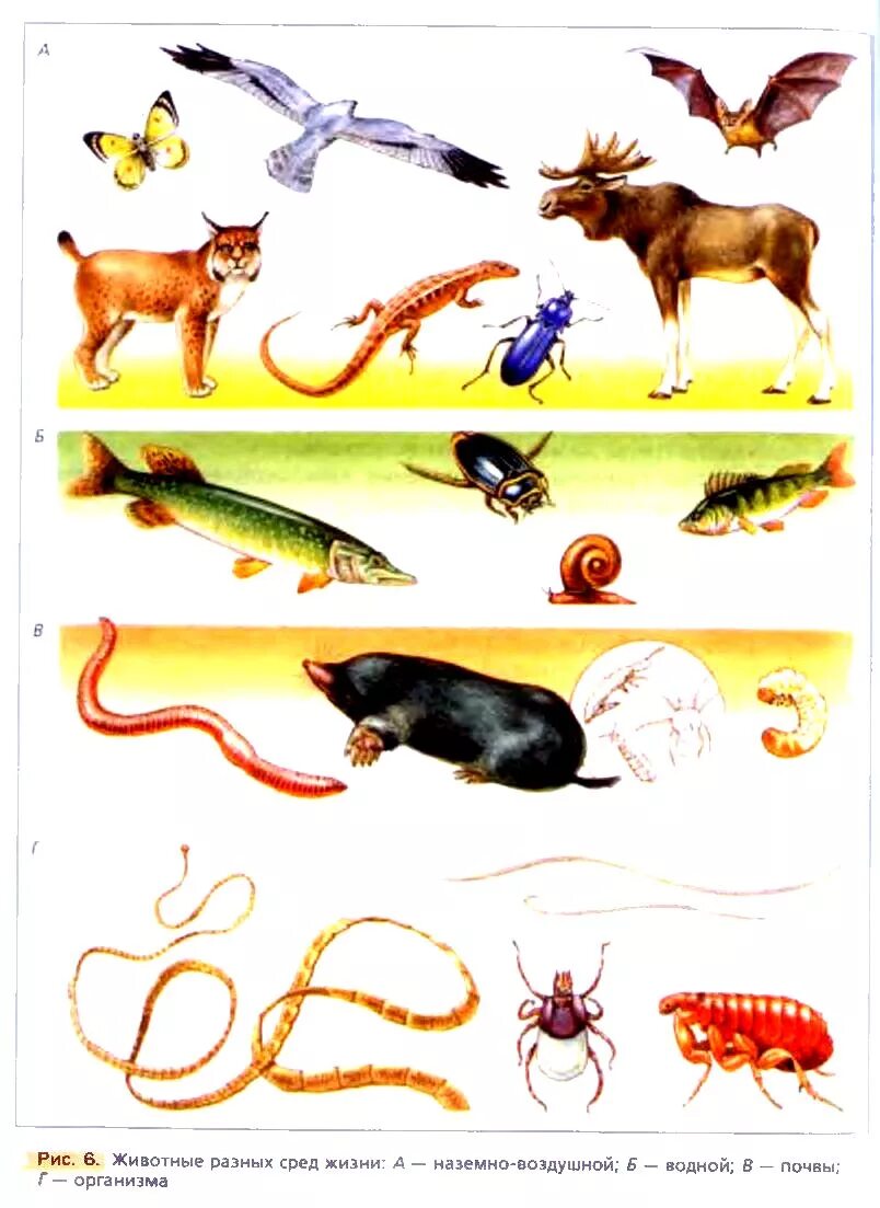 Животные в среде обитания. Животные и его среда обитания. Среды обитания животных. Среды обитания живых организмов. Животные по средам обитания.