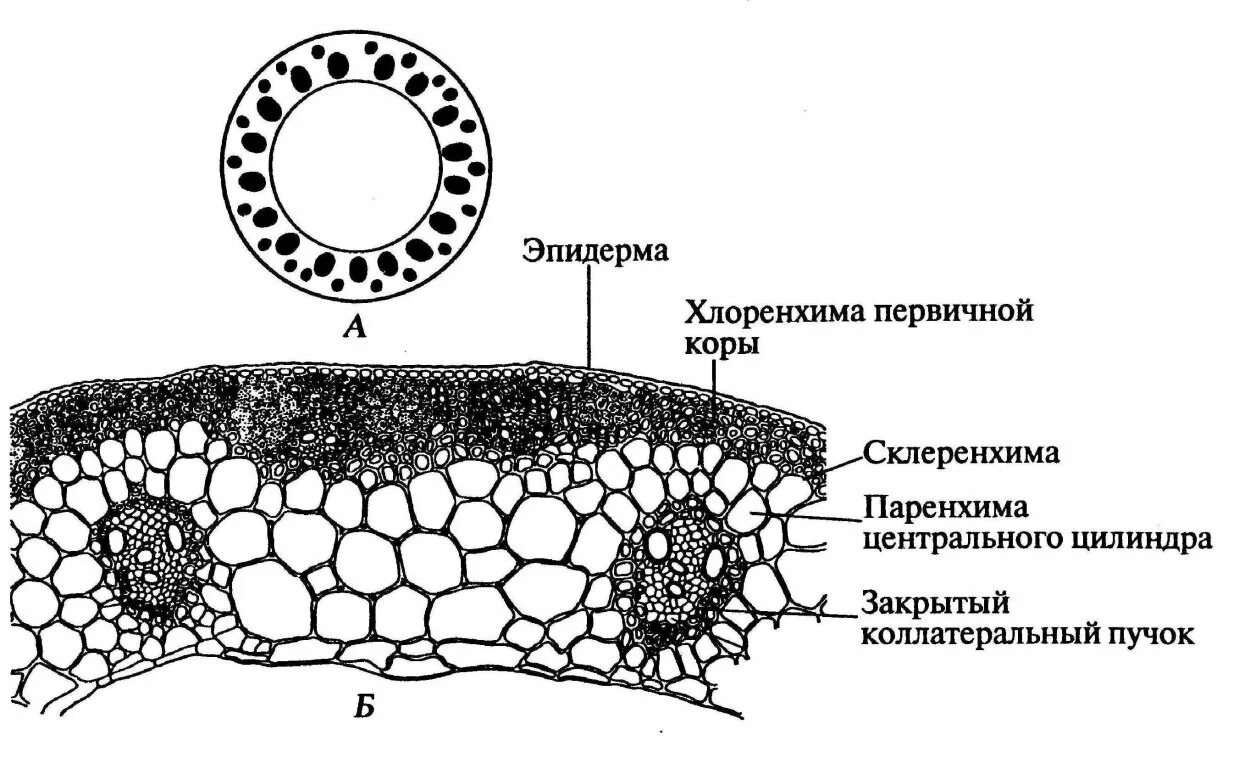 Стебель ржи строение. Поперечный срез стебля ржи рисунок. срез стебля соломины ржи. поперечный срез стебля однодольного растения строение. поперечный срез стебля соломины ржи.