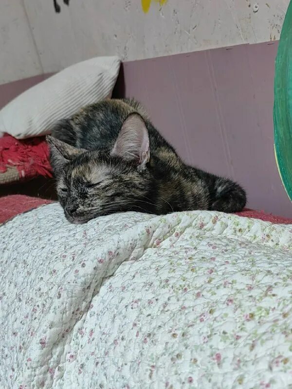 просто муся приют для кошек