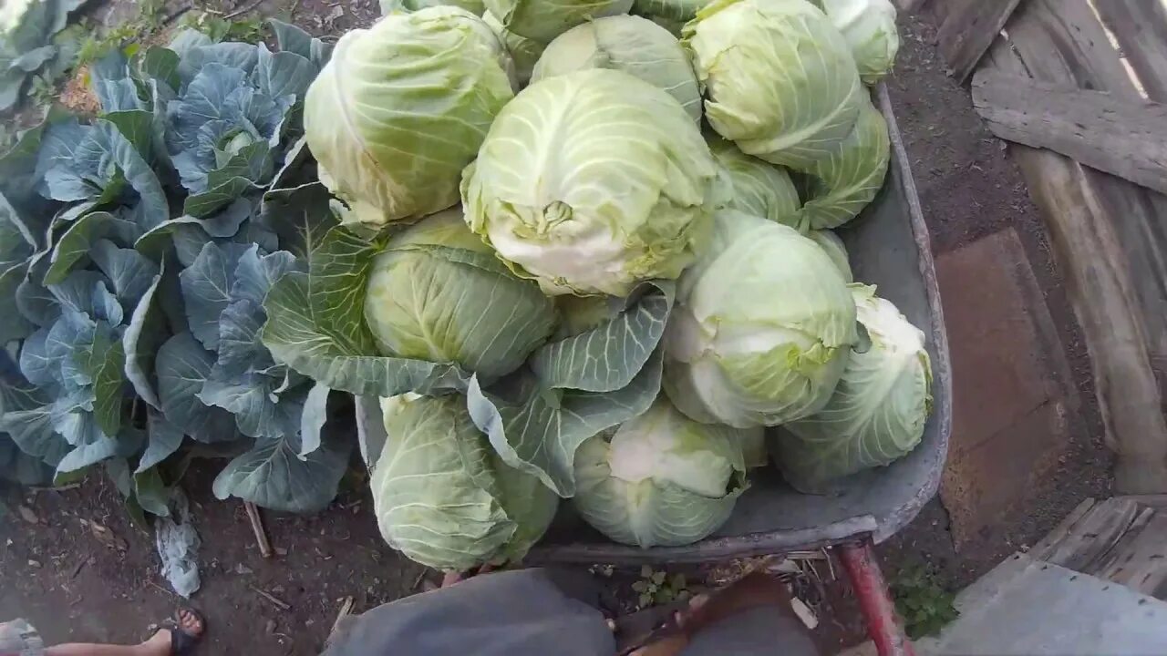 Капуста на прилавке. Сорт капусты Магнус. Капуста цукини. Урожай капусты. Капуста в огороде.