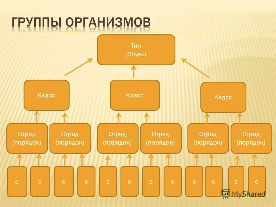 Категория группы организмов