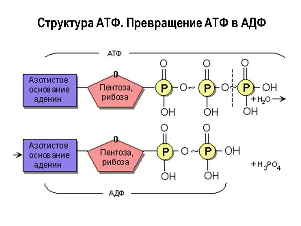 Состав б ф. Схема строения АТФ И превращения ее в АДФ. Химическая структура АТФ. Строение АТФ И АДФ. Строение молекулы АТФ.