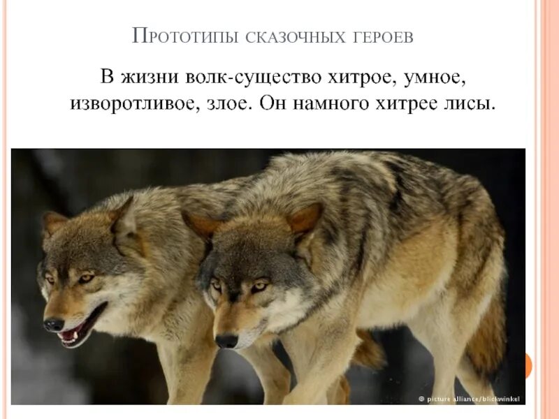 Продолжительность жизни волка. Волк срок жизни. Продолжительность жизни волка в природе. Кто хитрее волк или лиса.