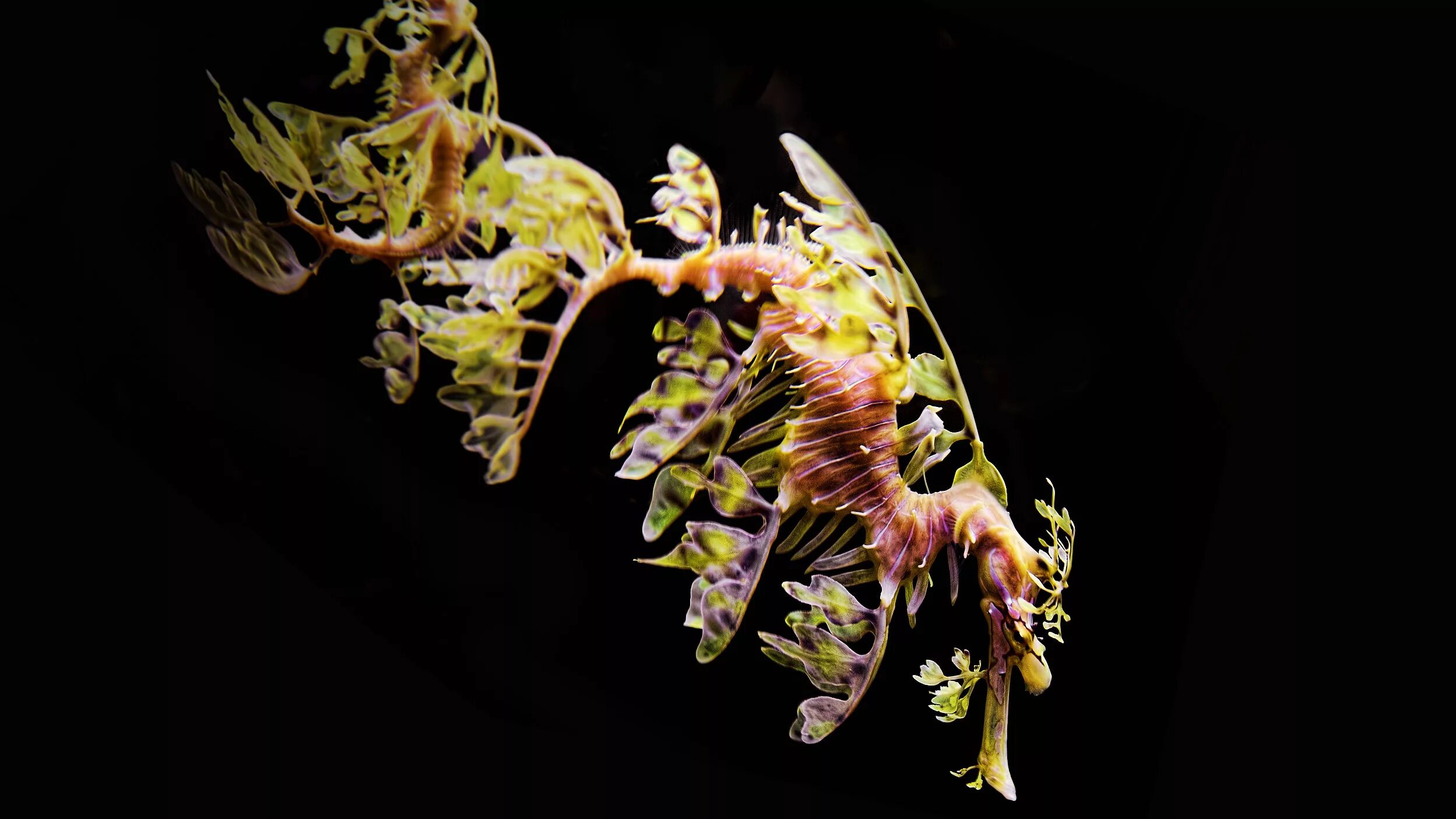 Leafy sea dragon Sea dragon, Leafy sea dragon, Dragon images