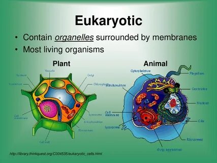 Cell contains