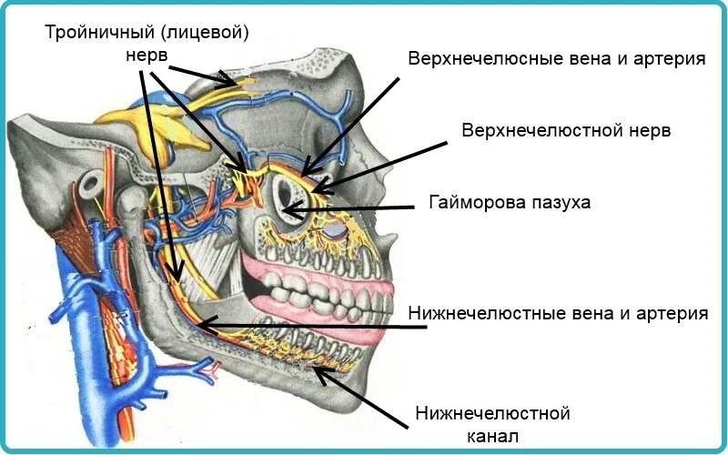 Лицевая область