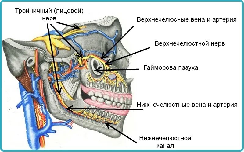 Тройничный нерв анатомия схема. Анатомия человека тройничный нерв. Верхнечелюстной нерв тройничного нерва. Верхнечелюстной тройничный нерв анатомия. Лицевой нерв челюсти