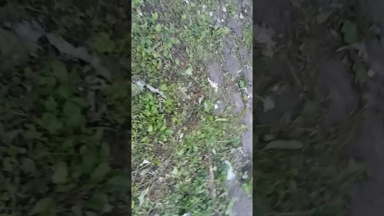 Стояла в кустах. Кусты фото. мальчишка какает в кустах. туалет в кустах.