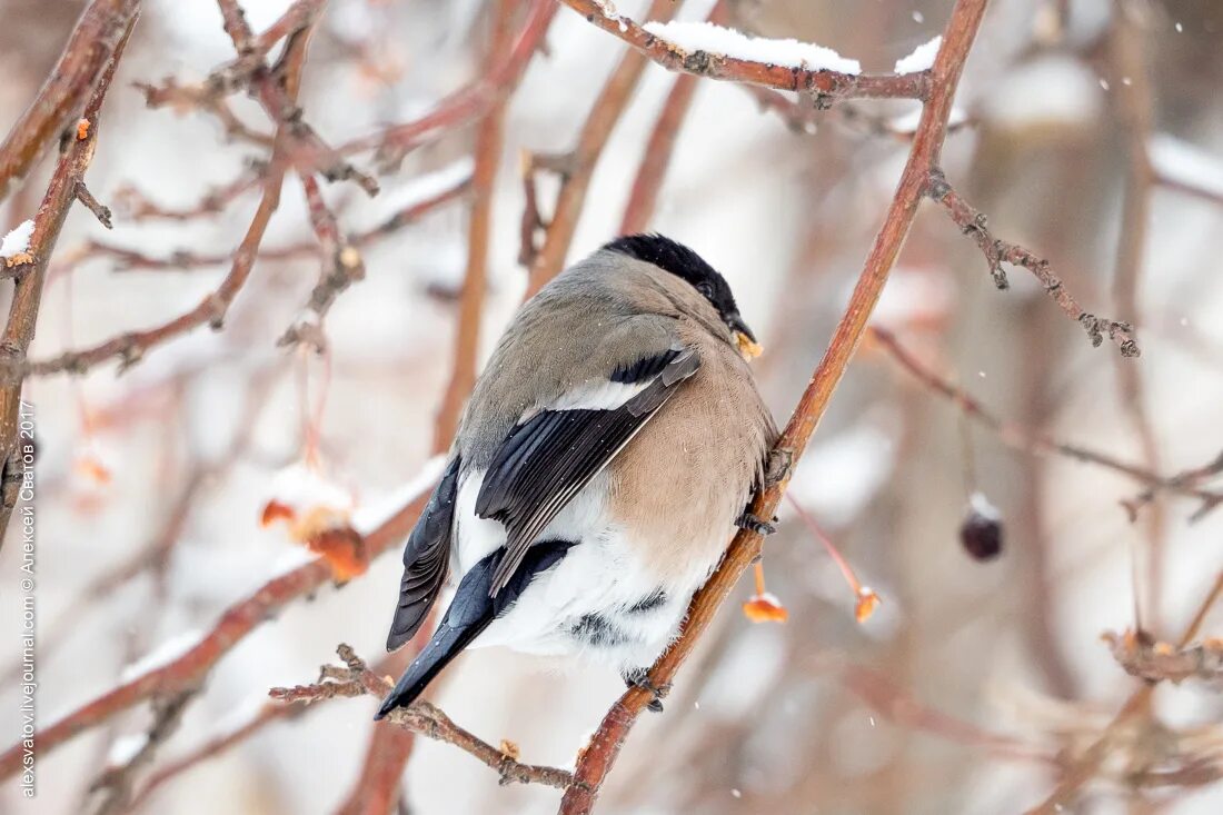 Снегирь и снегириха. Воробьинообразные снегирь. Европейский снегирь. Клюв снегиря. Желтоспинный снегирь.
