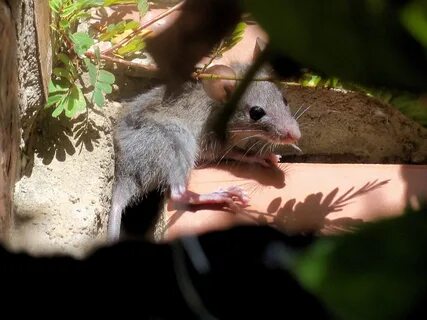Musculus мышь