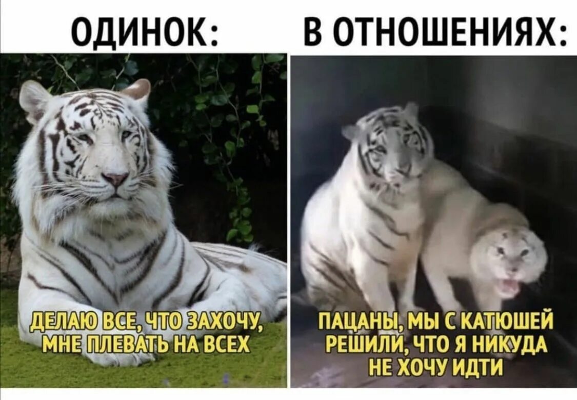 Мем ТИГП. Тигр мемы. Мем с тиграми мы с Алиной решили. Мемы про тигра.