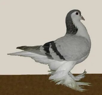 Pigeon silver