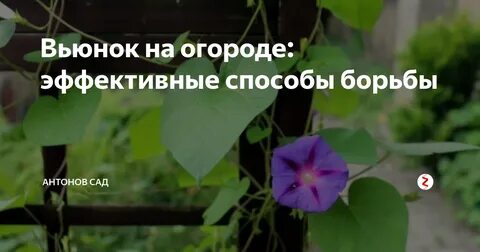 Борьба с вьюнком