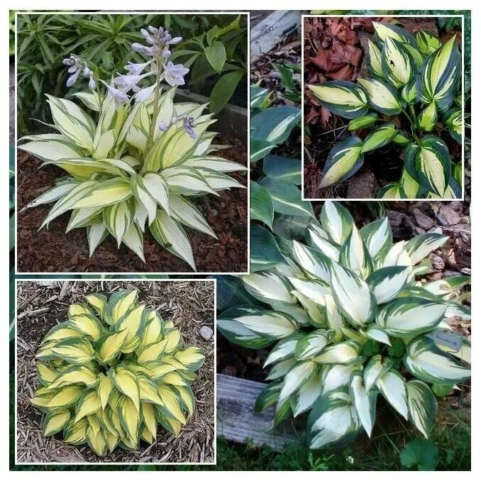 хост ми. хоста ремемба ми сорта. хоста стивен кинг. хоста ремемба ми. хоста ремембер.