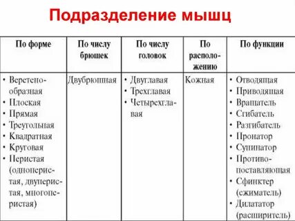 Направления мышц
