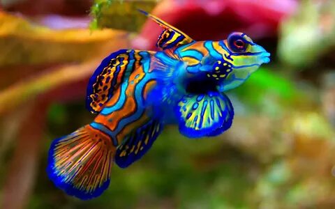 Colorful fish