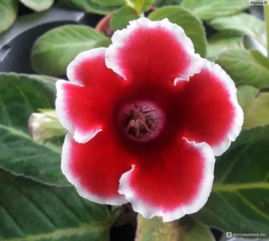 Глоксиния импресс ред семена. Глоксиния тайгер ред. Глоксиния тигрина. Глоксиния ред. Глоксиния тигрина красная.