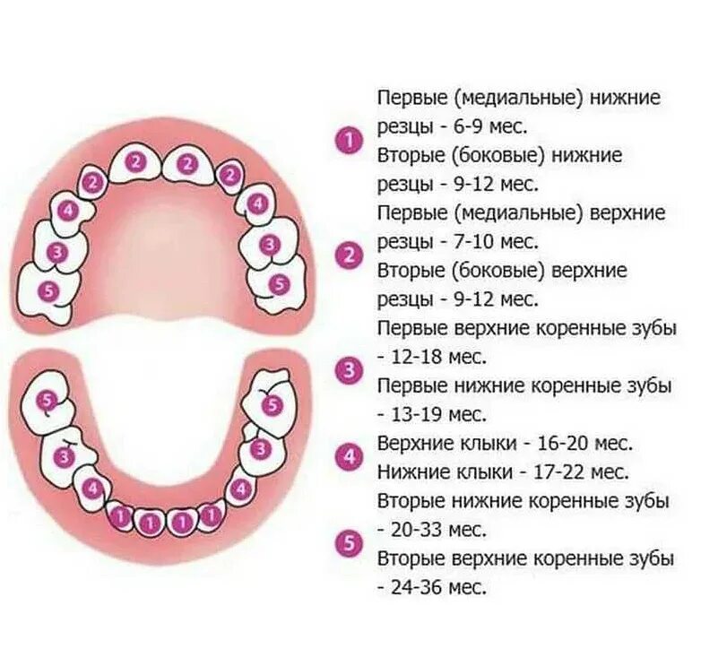 Прорезывание Зубовов у детей.