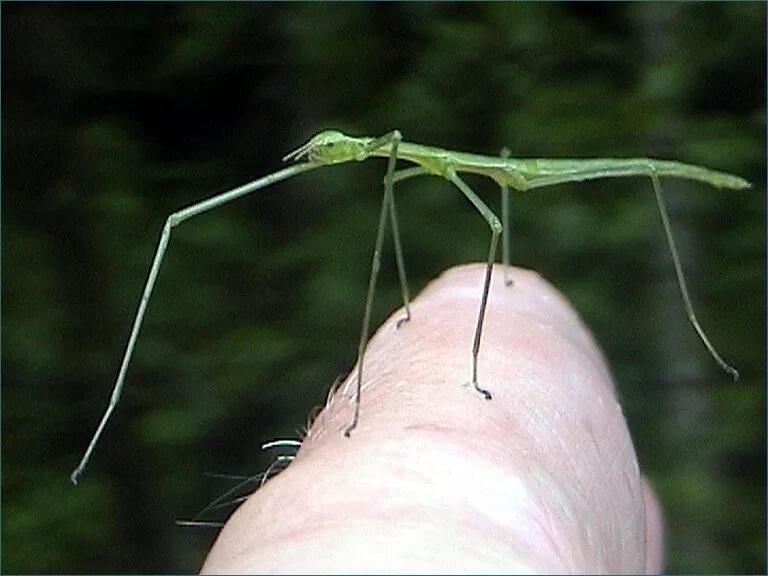 Палочник насекомое. Палочник опасен для человека. Палочник мимикрия. Водяной богомол палочник. Боязнь насекомых (инсектофобия).