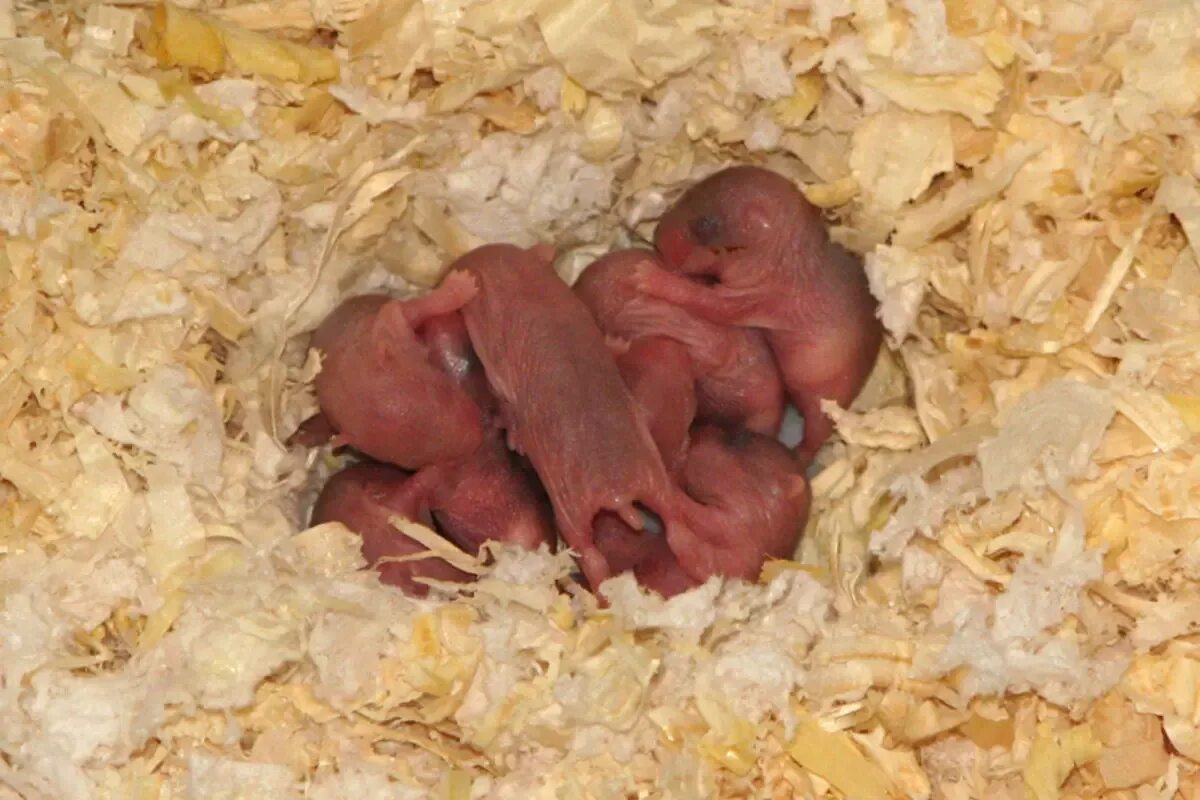 Хомячка родила. Новорожденные джунгарские хомячки. Новорожденные хомячки джунгарики. Хомячата джунгарских хомяков. Новорожденные джунгарские хомяки фото.