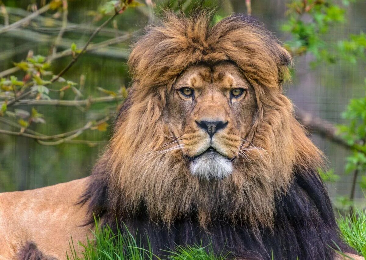 Лев какой вид. Берберийский лев. берберийский лев (panthera leo leo). берберийский лев вымерший вид. капский лев (panthera leo melanochaita).