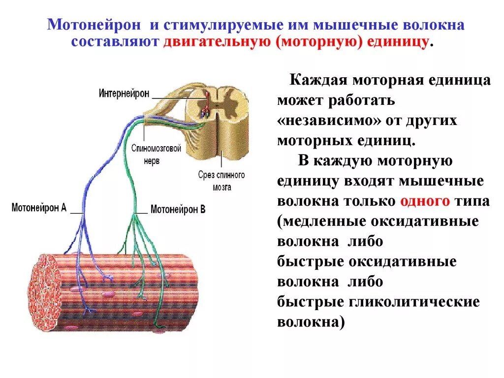 Нервные действия. Моторная единица физиология. Гамма мотонейроны функции. Функции мотонейронов спинного мозга. Двигательные единицы мышечного сокращения.