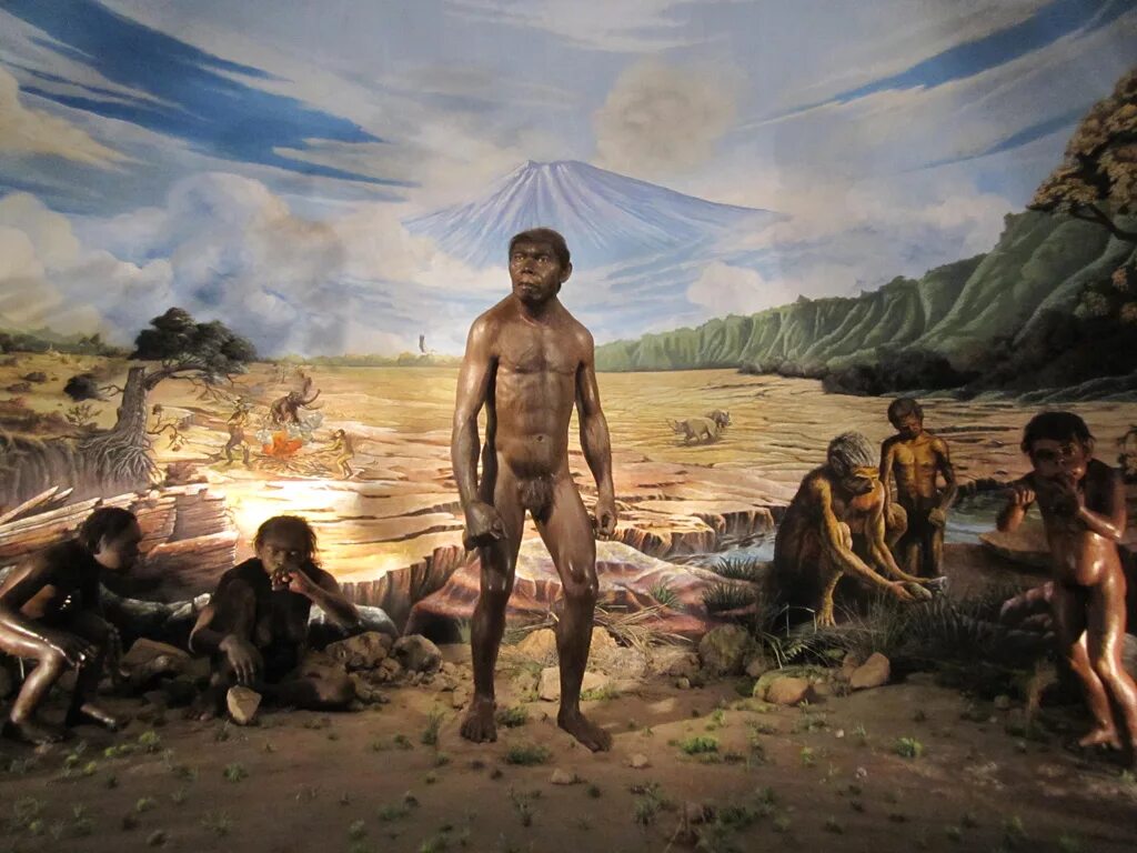 Архантропы (homo Erectus). Человек прямоходящий homo Erectus. Эректус (homo Erectus– человек прямоходящий). Остров ява древнейший человек