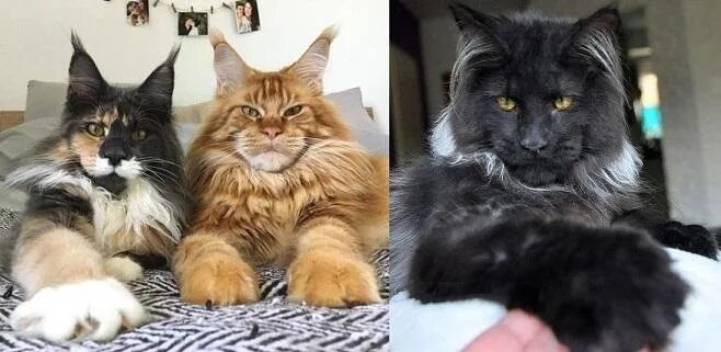 Мейн кун как отличить. Мейн кун vs Сибирская кошка. Кот Мейн кун и обычный кот. Чистокровные Мейн куны. Мэйн кун и обычная кошка.