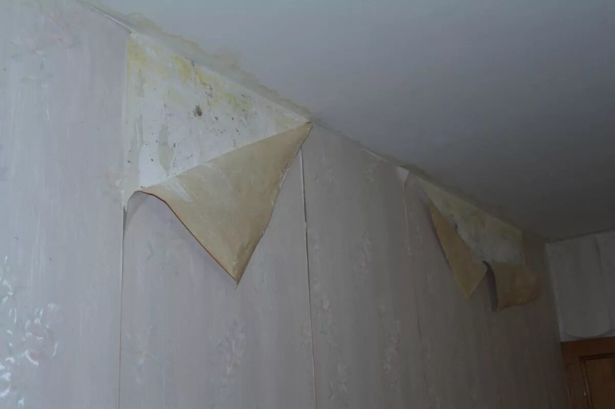 отклеивающиеся обои. демонтаж штукатурки потолка. отслоение обоев. отклеивающиеся обои. подклеить стыки обоев на стене.