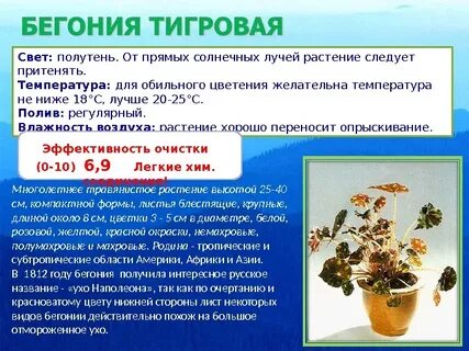 Бегонии приметы