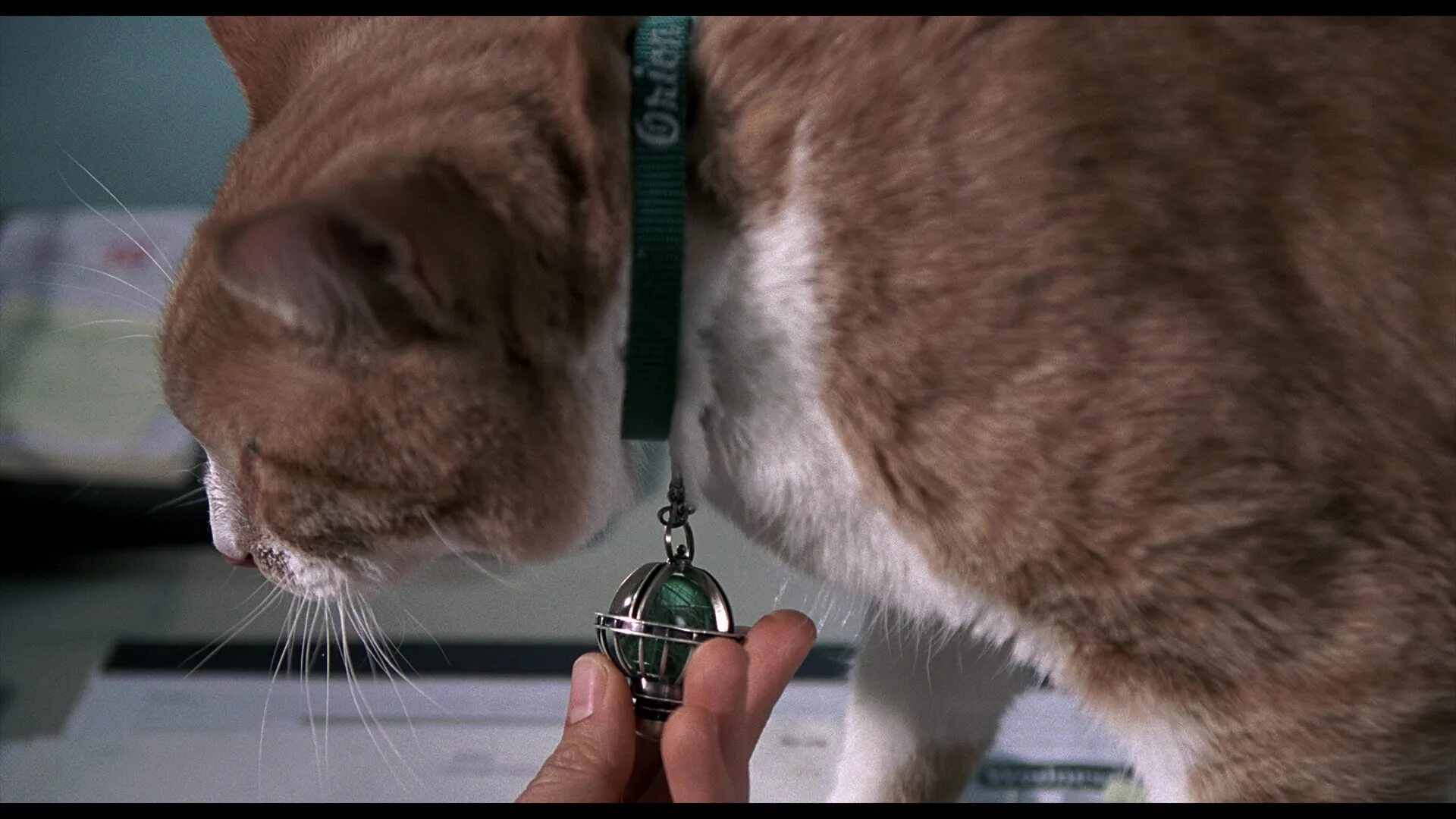 Кот из люди в черном. Кот из люди в черном. Кот орион из люди в черном. Кот на бордюре. Люди в черном орион.