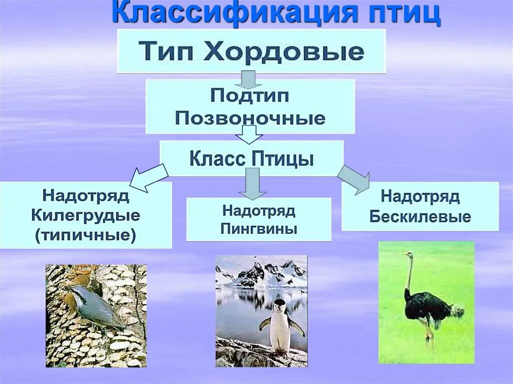 Классификация птиц. Класс птицы классификация. Класс птицы систематика. Классификация птиц таблица. Примеры животных класса птицы