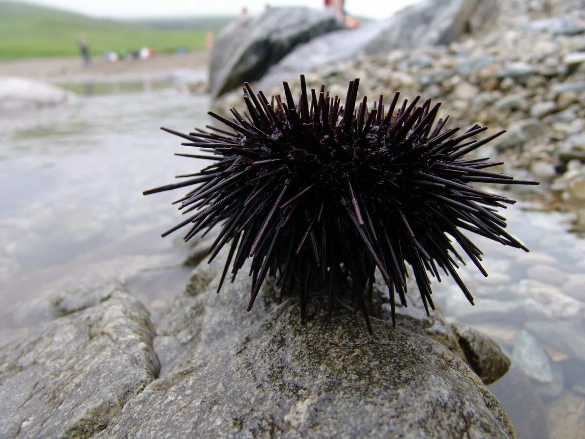 морские ежи свойства