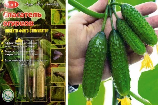 Спасатель огурцов через сколько можно есть огурцы. Спасатель огурцов и кабачков. спасение огурцов. спасатель томатов инсекто-фунго-стимулятор. спасатель для огурцов.