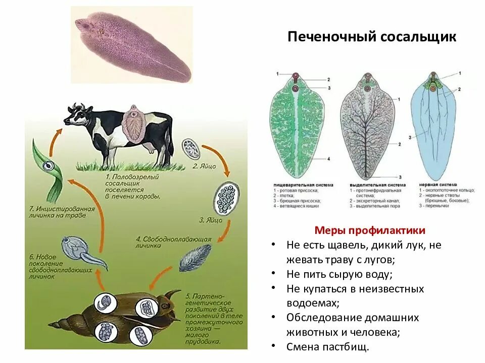 Печеночный сосальщик тип животных. Цикл развития ленточного сосальщика. печеночный сосальщик способ заражения. меры профилактики печеночного сосальщика. строение сосальщика.