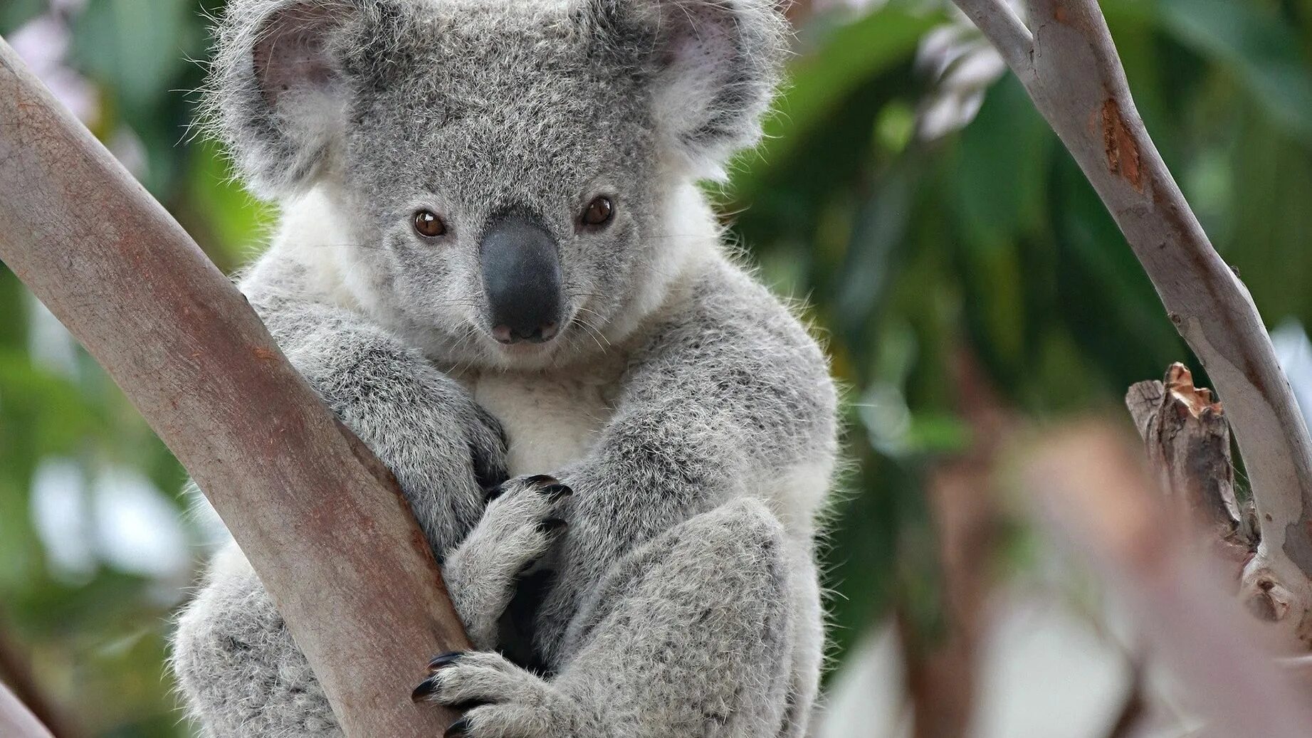 Как называется коала. Коала. Сумчатые животные коала. Австралийская коала. Сумчатые животные Австралии коала.