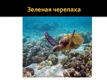 Отряды пресмыкающихся черепахи крокодилы