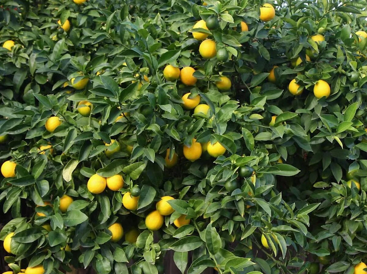 Лимон растет в россии. Лимон Мейера куст. Лимон Доршапо. Лимон кустарниковый. Дерево лимон дичка.