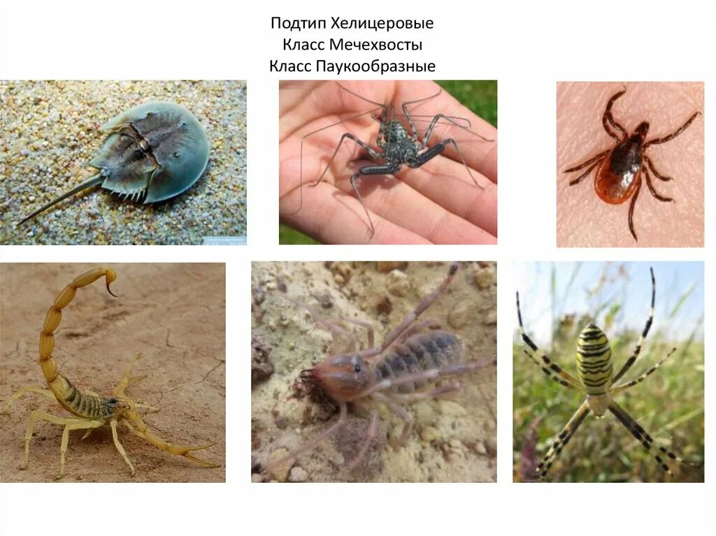 Под типы членистоногие. Chelicerata хелицеровые. паукообразные подтип хелицеровые. подтип хелицеровые класс паукообразные. хелицеровые членистоногие.