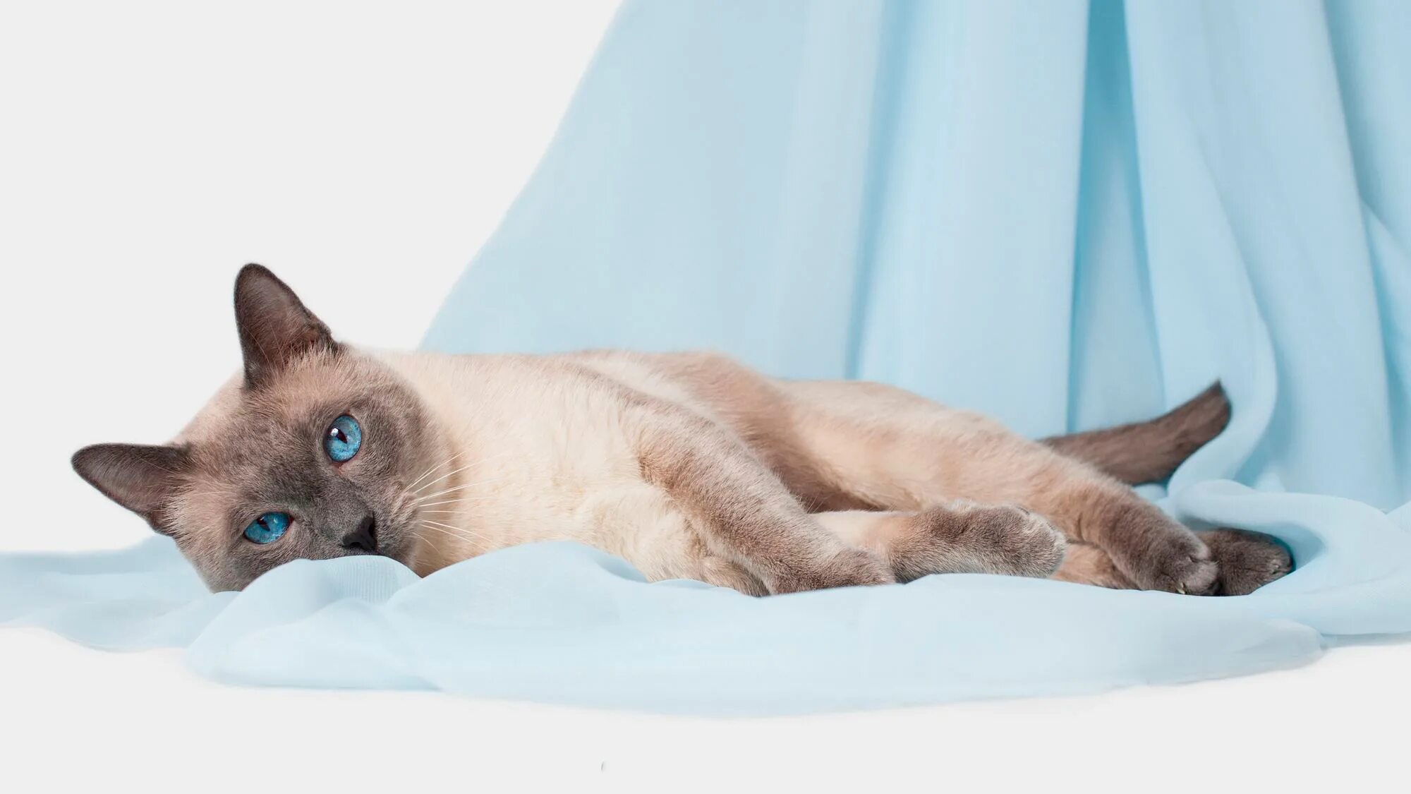К чему снится сиамская кошка. Сиамский и тайский кот. сиамская кошка. тонкинская кошка голубая норка. сиамская блю поинт.