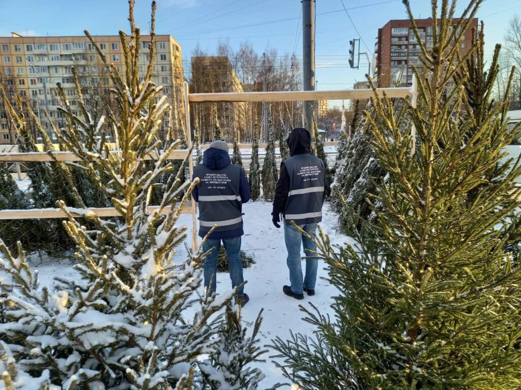 Елочные базары в санкт петербурге. Елочный базар спб. ёлочные базары в санкт-петербурге 2025. елочный базар в старом петербурге. елочные базары крытые в спб.