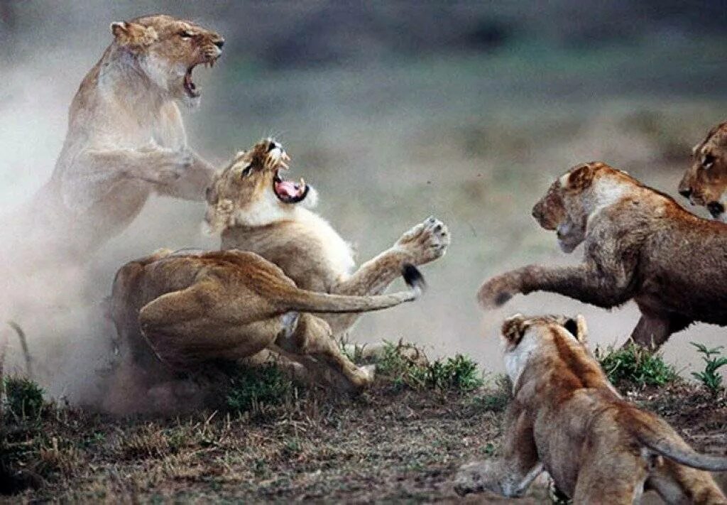 Тигр драка. Агрессия инстинкт. Оборонительное поведение животных. Агрессия инстинкт. Бой львов за прайд.