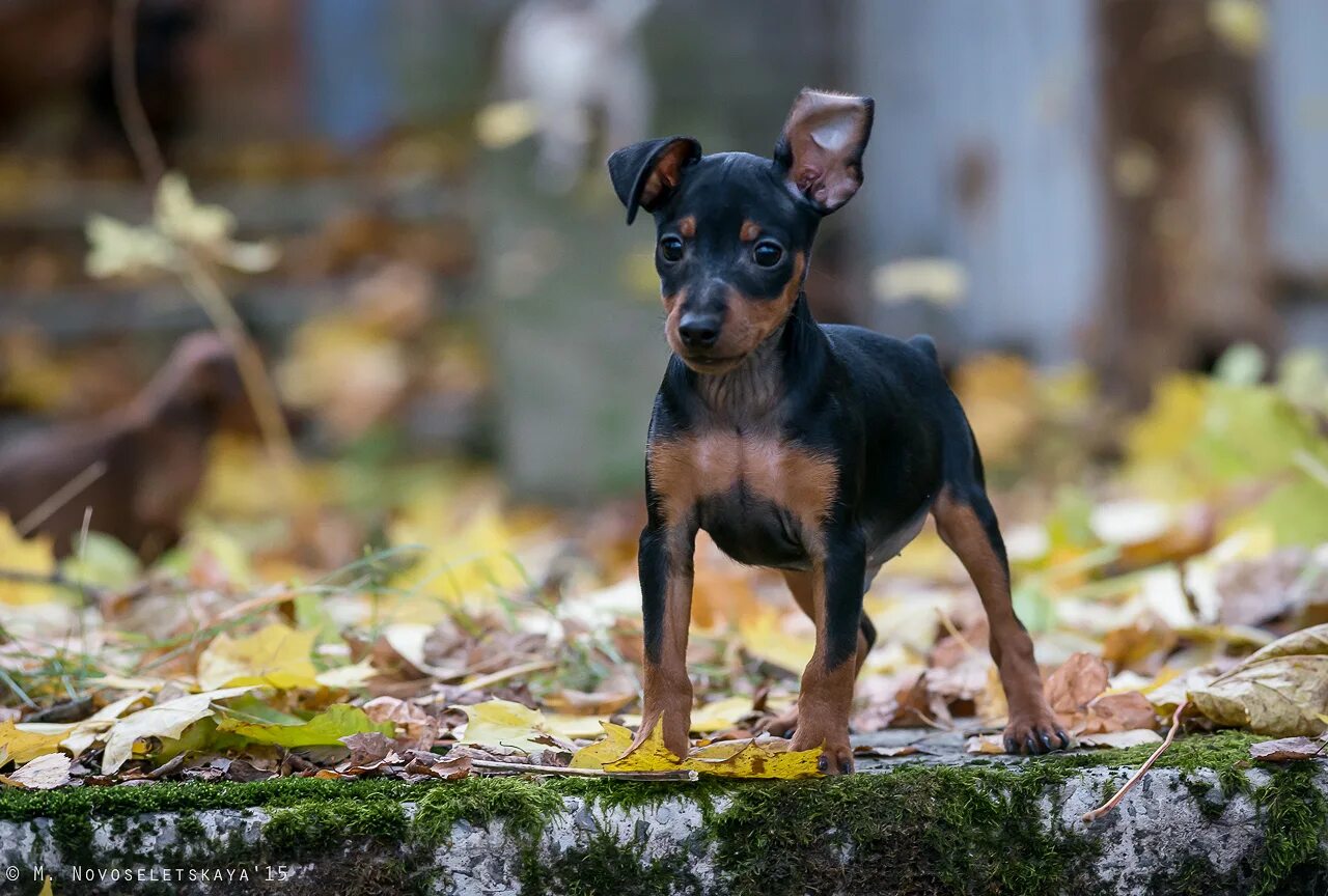цвергпинчер карликовый доберман. пинчера порода фото описание. маленький доберман цвергпинчер. цвергпинчер карликовый доберман. карликовый пинчер цвергпинчер.