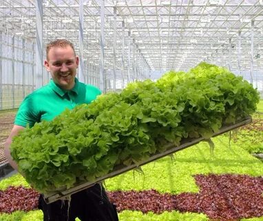 Тепличное выращивание зелени